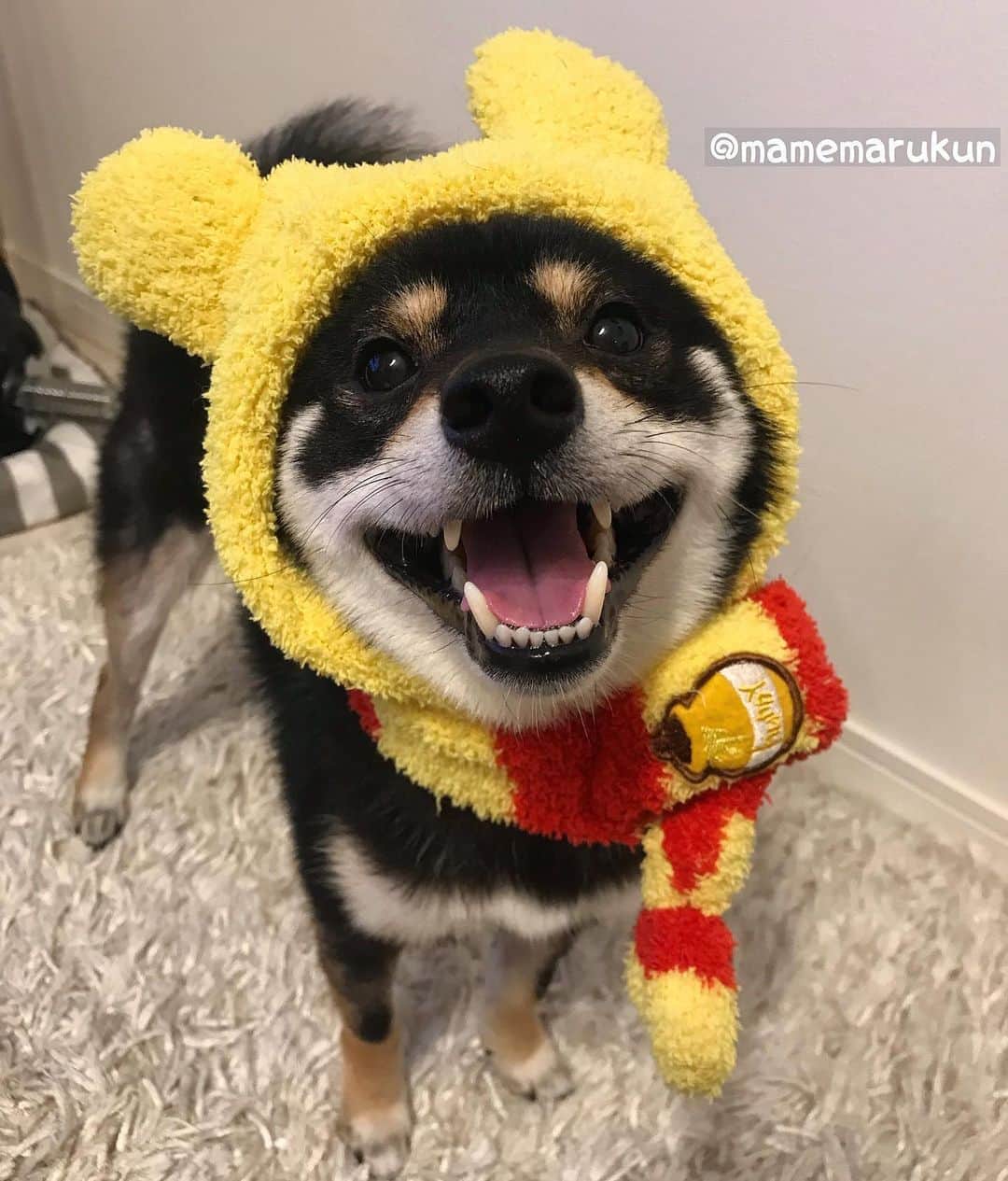まめ丸のインスタグラム：「* * プーさん🐻のナイトキャップでおやすみなさーい🐶💓 #まめ丸プーさん * I'm pooh🐶🐻💓 Good night⭐️ * #ねぐせ防止 ⁉️ #まめ丸かぶりもの シリーズ * #柴犬#豆柴#柴#黒柴#犬#しばいぬ#いぬのきもち#shiba#shibainu#shibastagram#puppy#instadog#dogstagram#dog#pet#petstagram#adorable#cute#worldofcutepets#dailyfluff#weeklyfluff#destiny#winniethepooh#pooh#ディズニー#くまのプーさん#プーさん」