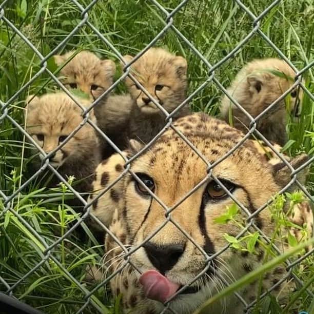 スミソニアン国立動物園さんのインスタグラム写真 - (スミソニアン国立動物園Instagram)「❤️🐆 Our 7-week-old cheetah cubs at the Smithsonian Conservation Biology Institute officially have names, thanks to YOU! Over the last 5 days, you’ve cast 30,535 votes…and the results are in. Check out the voting page to see if your fav names won! 🥁 DRUMROLL: https://s.si.edu/2Tu3dKF. (Link in bio.) . . . ❤️ Our whole team works diligently to care for our animals and keep you connected to the Zoo. With your support, our conservation mission continues. If you can, please donate to our Emergency Fund. >> https://s.si.edu/3chMHo6. . . . #NatZooZen #CheetahCubdates #BringTheZooToYou #ClosedButStillCaring」5月27日 23時40分 - smithsonianzoo