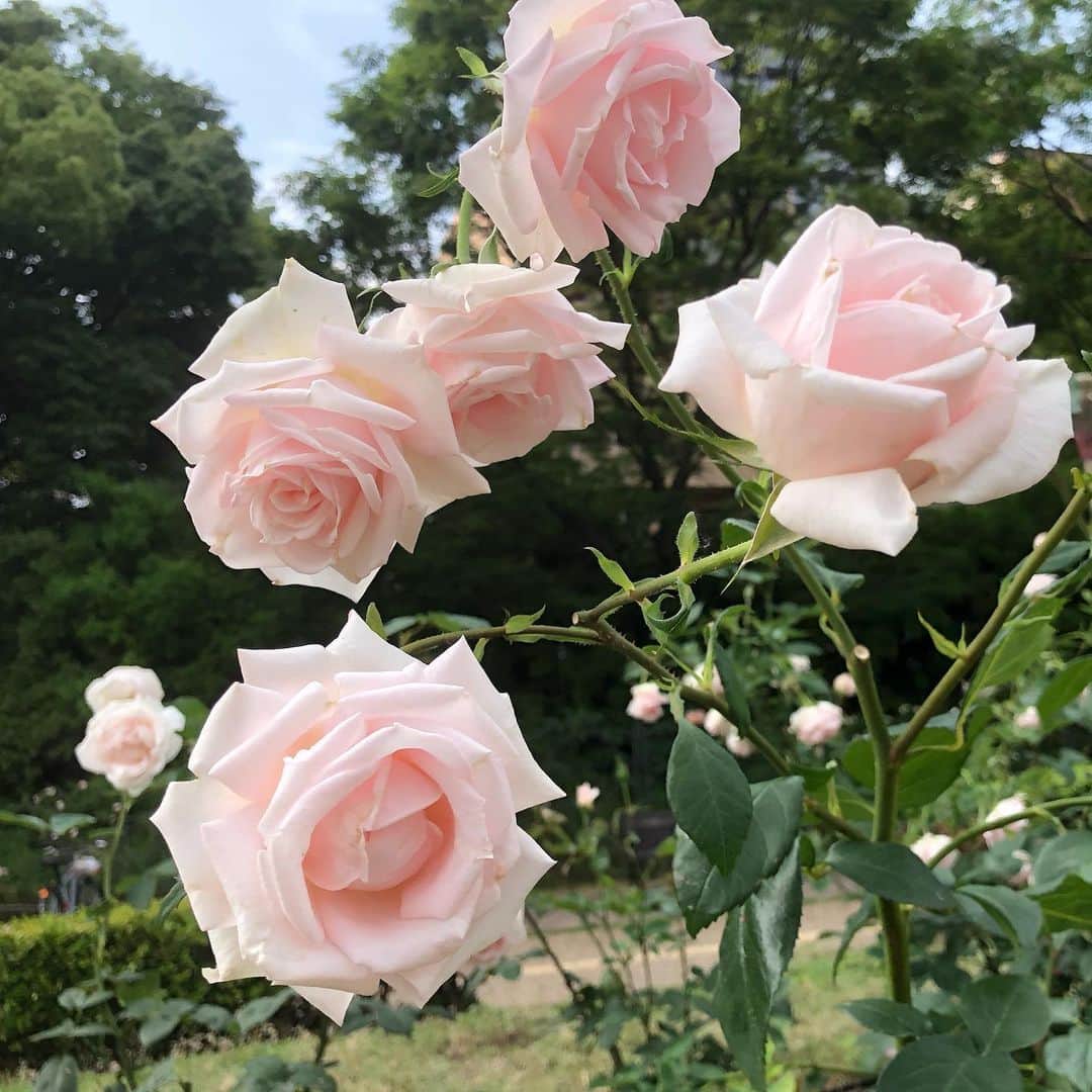 鈴木絢子さんのインスタグラム写真 - (鈴木絢子Instagram)「・ ・ 【薔薇とジュエリー🌹】 バラが美しいシーズンになりました😍 ・ 咲いているバラの美しさがそのままジュエリーになったら良いなあ、、ということで🎨 #ツノジュエリー では#バラモチーフ ジュエリー展開中！ ・ 今年の夏は#カラーストーン など、インパクトのある赤・白・マルチカラーに注目🌟 赤い色はルビーで表現しています。 ・ 🌹白バラはダイヤ2ctシリーズ 🌹赤バラはルビー1ctシリーズ ・ こちらは完全オーダーメイドです✍️ ・ バラは流行や年齢問わず使える、一生モノのアイテム。 いろんなカラーストーンのパターンで展開予定です🤗🌟 ・ ・ ・ 👉「ツノジュエリー」で検索✨ #ジュエリーデザイナー #エレガント #ゴージャス #楽天1位 #楽天ツノジュエリー #働く女性 #ご褒美ジュエリー #薔薇 #ローズモチーフ #美肌魅せ #ご褒美 #大人ジュエリー #マルチカラー #rose #diamond #beauty #jewelry #tsunojewelry #💎 #💍 #🌹」5月27日 23時48分 - ayako_suzuki810