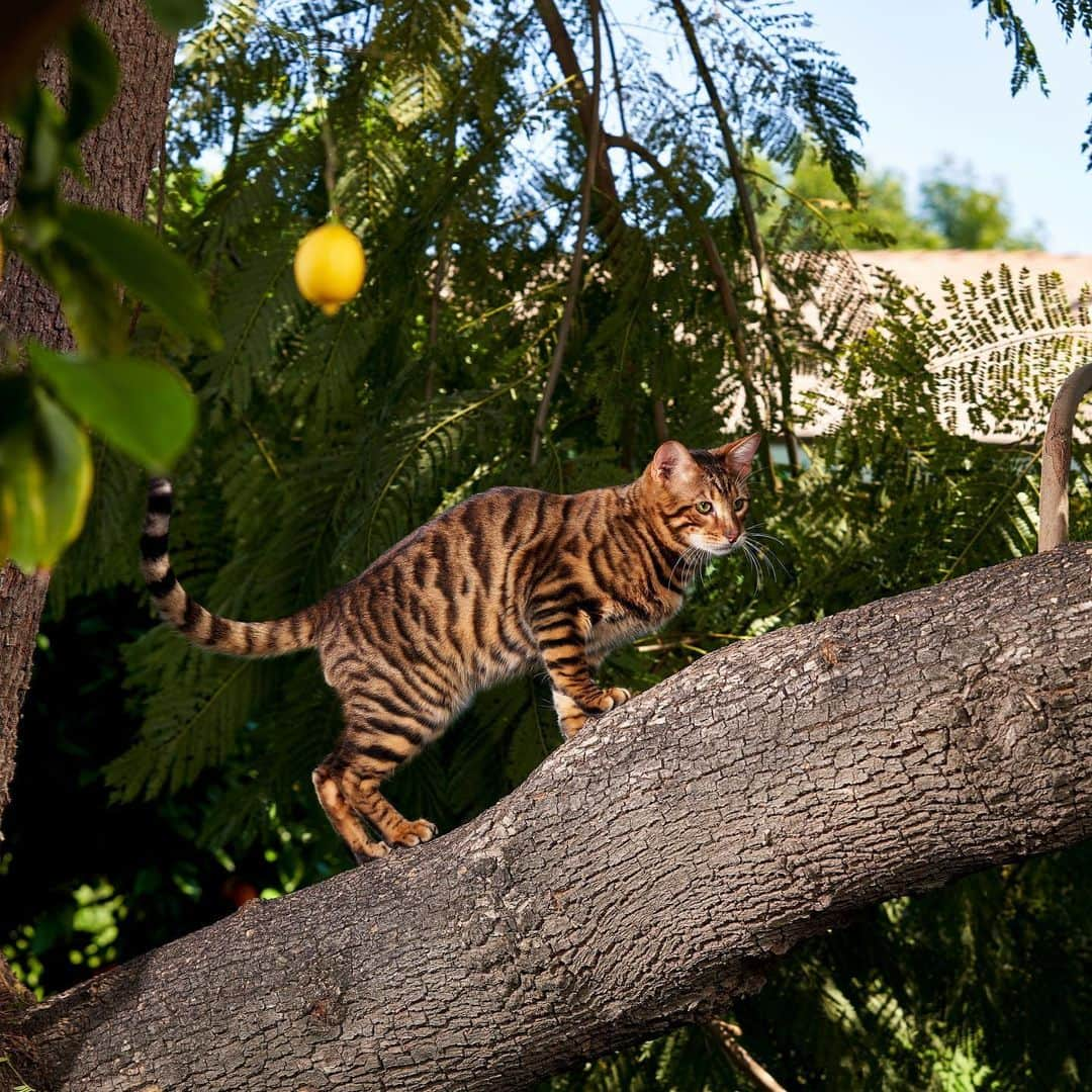 New York Times Fashionさんのインスタグラム写真 - (New York Times FashionInstagram)「In the 1980s, Judy Sugden envisioned a domestic cat with a glistening orange and black striped coat, reminiscent of a tiger. It would have tiny, round ears, a wide nose and a white belly. It would weigh just 10 pounds, but it would move across the living room as though it could take down a gazelle. It would evoke that seductive “essence of tigerness,” she said. It would be called a toyger. 😸Link in bio.😸Photographs by @michellegroskopf」5月28日 0時17分 - nytstyle