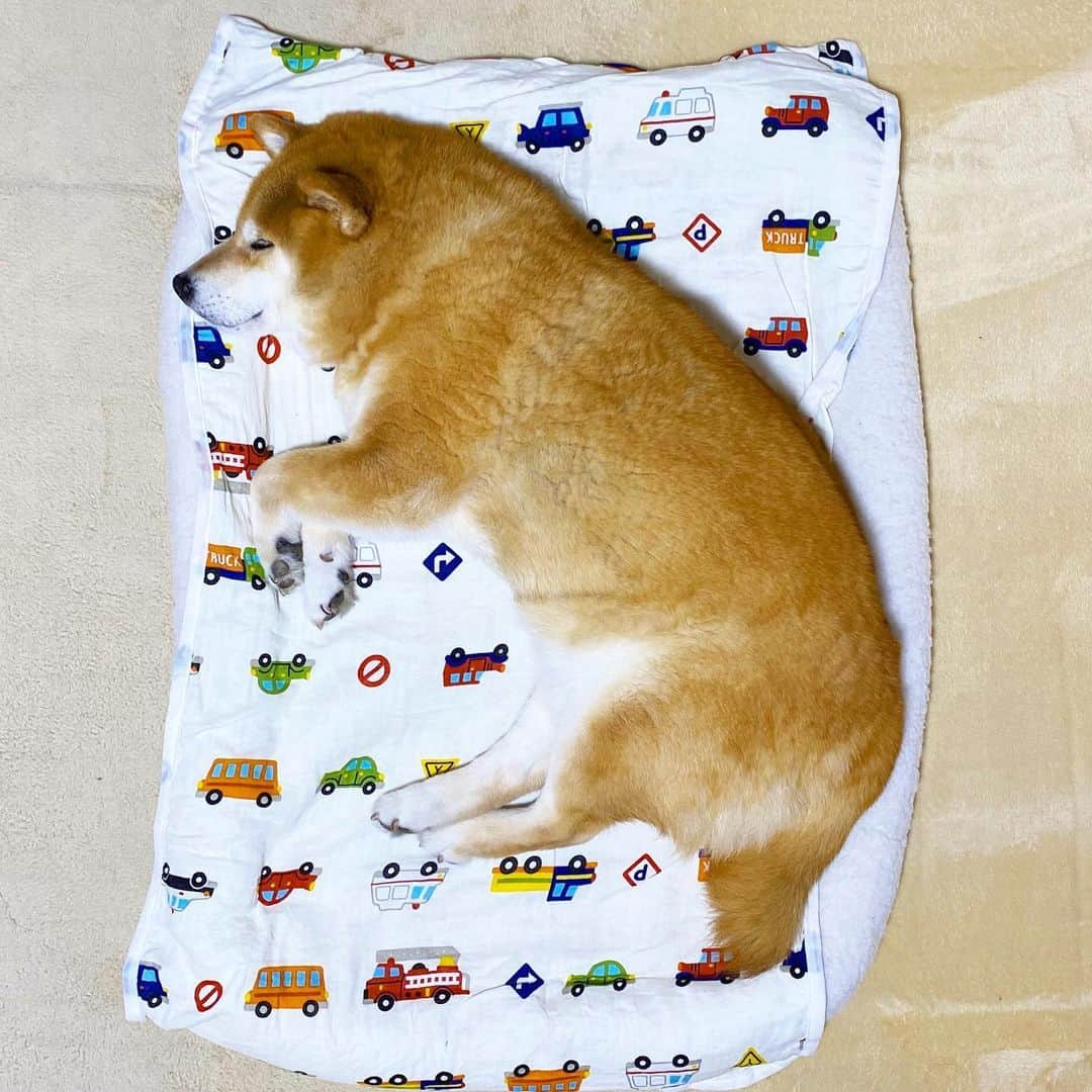 まる（まるたろう）さんのインスタグラム写真 - (まる（まるたろう）Instagram)「Good night!✨🐶💤✨今日ははみ出さないで寝れそう #対角線で寝るからね #上手でしょ #垂直に寝ちゃうとはみ出しちゃうの🥺 #お布団が小さいのかな🥴 #働く自動車のお布団」5月28日 0時15分 - marutaro