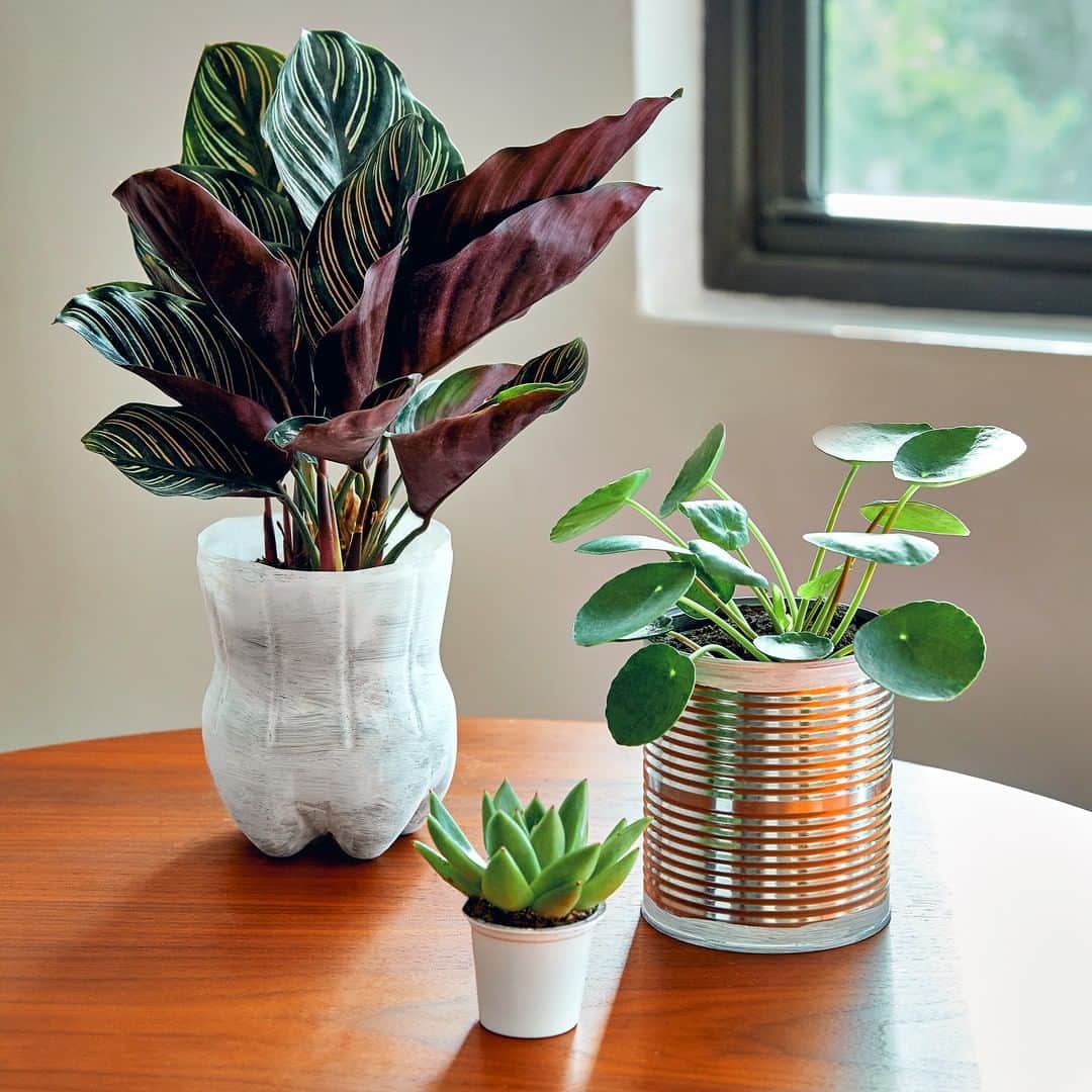 Wal-Mart Stores, Incのインスタグラム：「Put your green thumb to work and turn everyday household items into beautiful homes for your blooms and relaxing decor for you. 🌿」