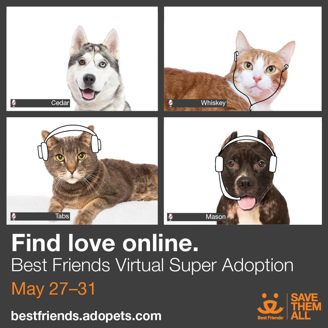 Fresh Stepのインスタグラム：「We're a proud sponsor of Best Friends' first ever virtual super adoption event to help you #FindLoveOnline! ❤️❤️❤️ It happens today through May 31. Don’t miss out! Check out link in bio for more info. ✨」