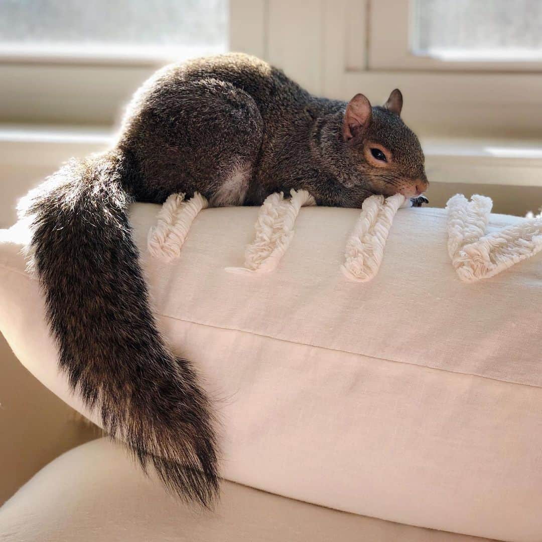 Jillさんのインスタグラム写真 - (JillInstagram)「Jill makes this bed look 💯⁣ ⁣ ⁣ ⁣ ⁣ #petsquirrel #squirrel #squirrels #squirrellove #squirrellife #squirrelsofig #squirrelsofinstagram #easterngreysquirrel #easterngraysquirrel #ilovesquirrels #petsofinstagram #jillthesquirrel #thisgirlisasquirrel #makeyourbed #makethebed」5月28日 1時26分 - this_girl_is_a_squirrel