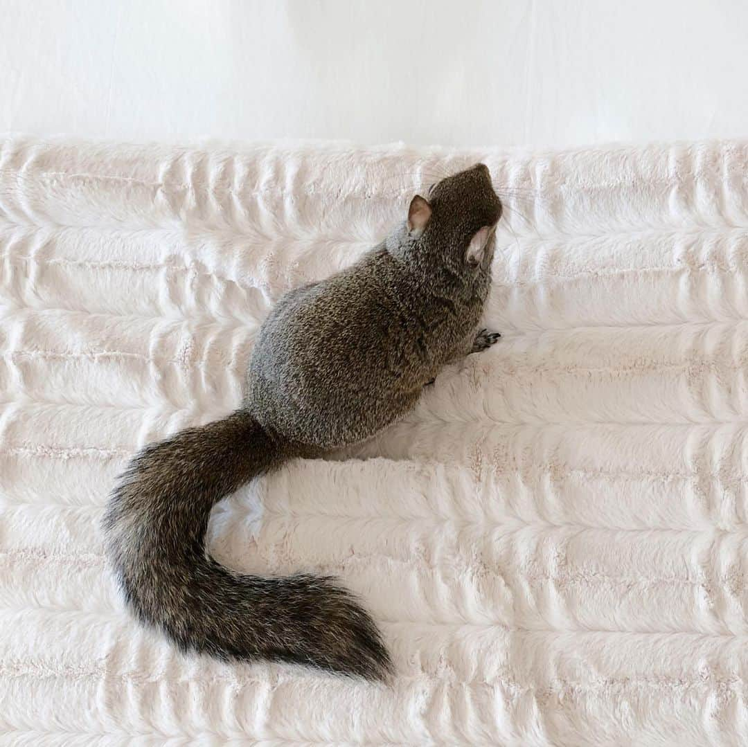 Jillさんのインスタグラム写真 - (JillInstagram)「Jill makes this bed look 💯⁣ ⁣ ⁣ ⁣ ⁣ #petsquirrel #squirrel #squirrels #squirrellove #squirrellife #squirrelsofig #squirrelsofinstagram #easterngreysquirrel #easterngraysquirrel #ilovesquirrels #petsofinstagram #jillthesquirrel #thisgirlisasquirrel #makeyourbed #makethebed」5月28日 1時26分 - this_girl_is_a_squirrel