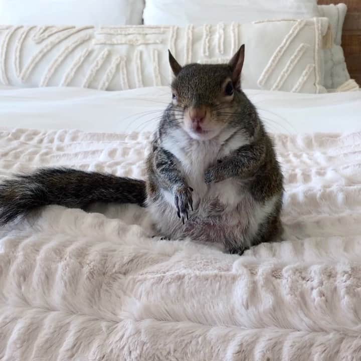Jillのインスタグラム：「Jill makes this bed look 💯⁣ ⁣ ⁣ ⁣ ⁣ #petsquirrel #squirrel #squirrels #squirrellove #squirrellife #squirrelsofig #squirrelsofinstagram #easterngreysquirrel #easterngraysquirrel #ilovesquirrels #petsofinstagram #jillthesquirrel #thisgirlisasquirrel #makeyourbed #makethebed」