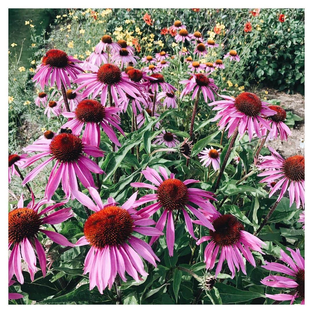 Olivia Burtonさんのインスタグラム写真 - (Olivia BurtonInstagram)「You belong among the wildflowers 🌸💗✨ #SunnierDaysAhead #Wildflowers #FlowerLovers」5月28日 1時50分 - oliviaburtonlondon