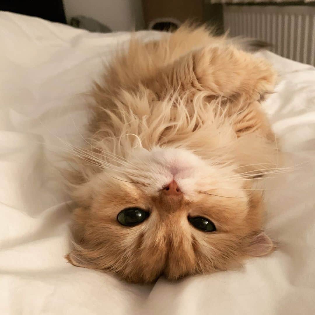のインスタグラム：「Pet me?」