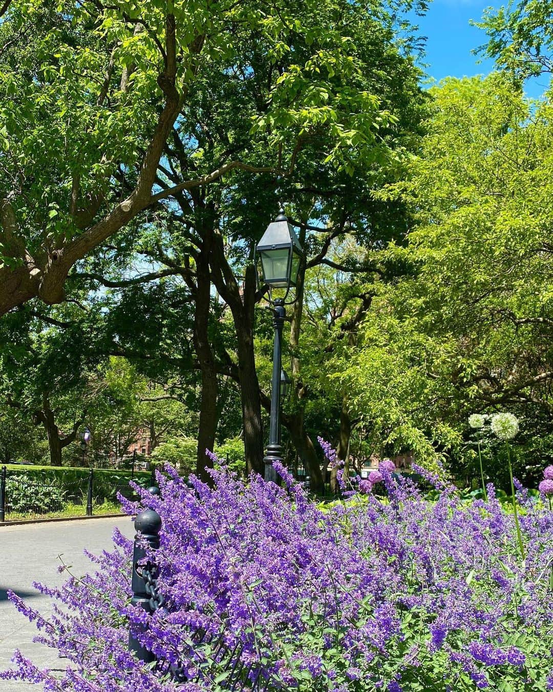 ヒラリー・ローダのインスタグラム：「It feels as though time froze in March so whenever I make it outside for a walk, it’s like experiencing life for the first time when I see how lush and green everything is! Can’t believe it’s June in a few days. Scroll for some #naturepics from my walk earlier through #WashingtonSquarePark 🌿🌾🐞」