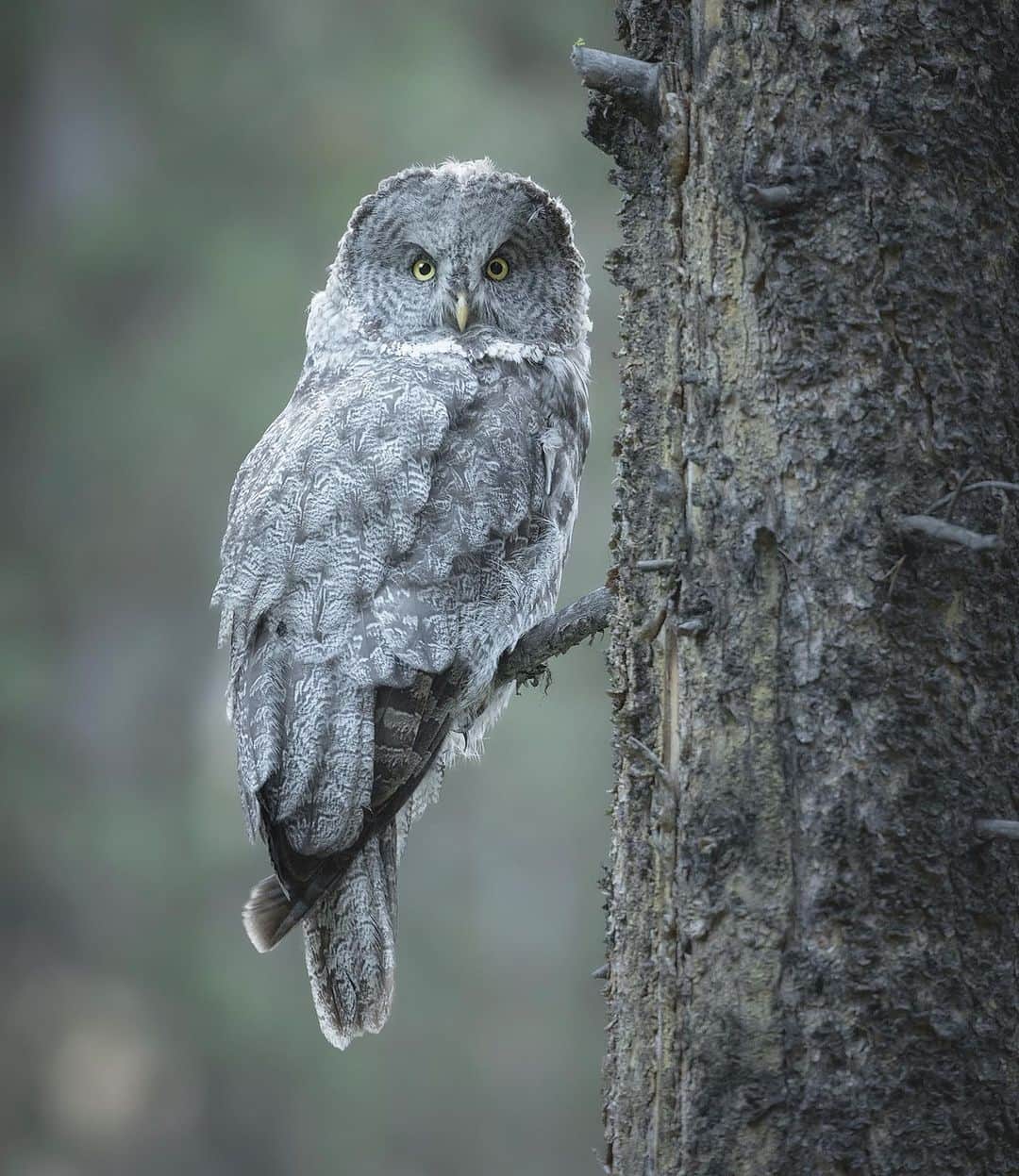 Chase Dekker Wild-Life Imagesのインスタグラム：「Had some fun reliving this day with 3 great gray owls as I finally got around to editing the shots from the encounters. Yellowstone is such a massive place and to find 3 of these elusive birds deep within its forests make the images that much more special.」
