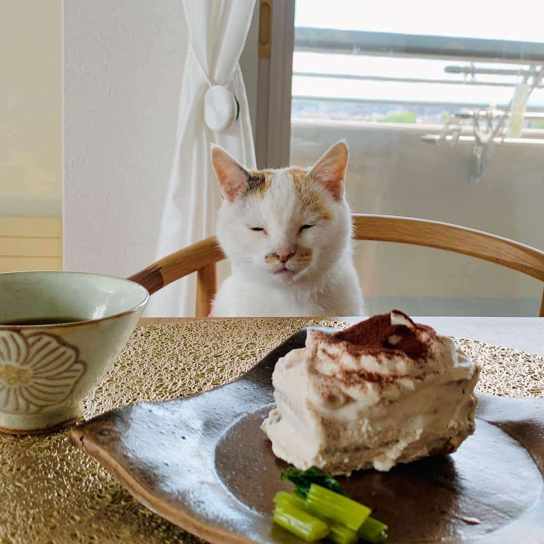 マルさんのインスタグラム写真 - (マルInstagram)「☕️こんにちは 今日はお天気がいいので ３時にお茶会ひらきます₍^·͈༝·͈^ฅ みにゃ様のお越しをお待ちしております。 妄想カフェでマルルンとお茶しませんか♡ . #なかしましほ　さんの #バナナビスケットケーキ をつくりました。 とーっても簡単なのに最高に美味しい🍰 雑にクリームぬりすぎて ちょいブスになっちゃった🥴💦 〆は塩っぱい青菜漬け₍^·͈༝·͈^ฅ を、ご用意。 . . マルちゃんと　#おうちカフェ　#sweets #日々の暮らし#猫との暮らし#おうち時間 #猫#cat#ねこ部#ペコねこ部#ねこのきもち #cute#ilovepets#petstagram#catstagram#catsofinstagram#pleasantcats#おやつ #instagood#にゃんすたぐらむ#ふわもこ部 #catloversclub#ilovepets#happycatclub #cat_features#thekittypost#sweetcatclub#bestmeow#暮らしを楽しむ」5月28日 12時14分 - maruruna