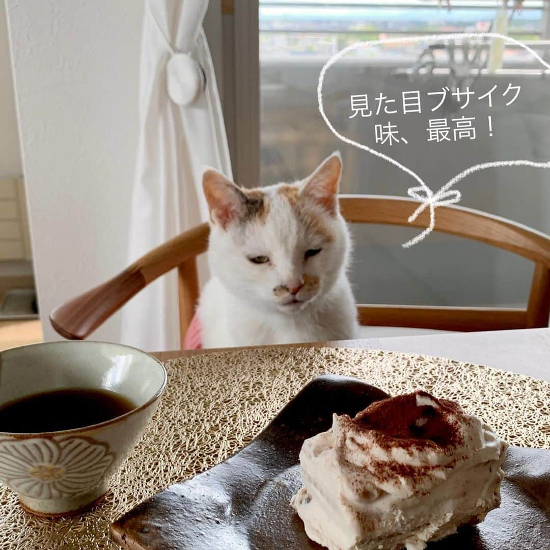 マルさんのインスタグラム写真 - (マルInstagram)「☕️こんにちは 今日はお天気がいいので ３時にお茶会ひらきます₍^·͈༝·͈^ฅ みにゃ様のお越しをお待ちしております。 妄想カフェでマルルンとお茶しませんか♡ . #なかしましほ　さんの #バナナビスケットケーキ をつくりました。 とーっても簡単なのに最高に美味しい🍰 雑にクリームぬりすぎて ちょいブスになっちゃった🥴💦 〆は塩っぱい青菜漬け₍^·͈༝·͈^ฅ を、ご用意。 . . マルちゃんと　#おうちカフェ　#sweets #日々の暮らし#猫との暮らし#おうち時間 #猫#cat#ねこ部#ペコねこ部#ねこのきもち #cute#ilovepets#petstagram#catstagram#catsofinstagram#pleasantcats#おやつ #instagood#にゃんすたぐらむ#ふわもこ部 #catloversclub#ilovepets#happycatclub #cat_features#thekittypost#sweetcatclub#bestmeow#暮らしを楽しむ」5月28日 12時14分 - maruruna