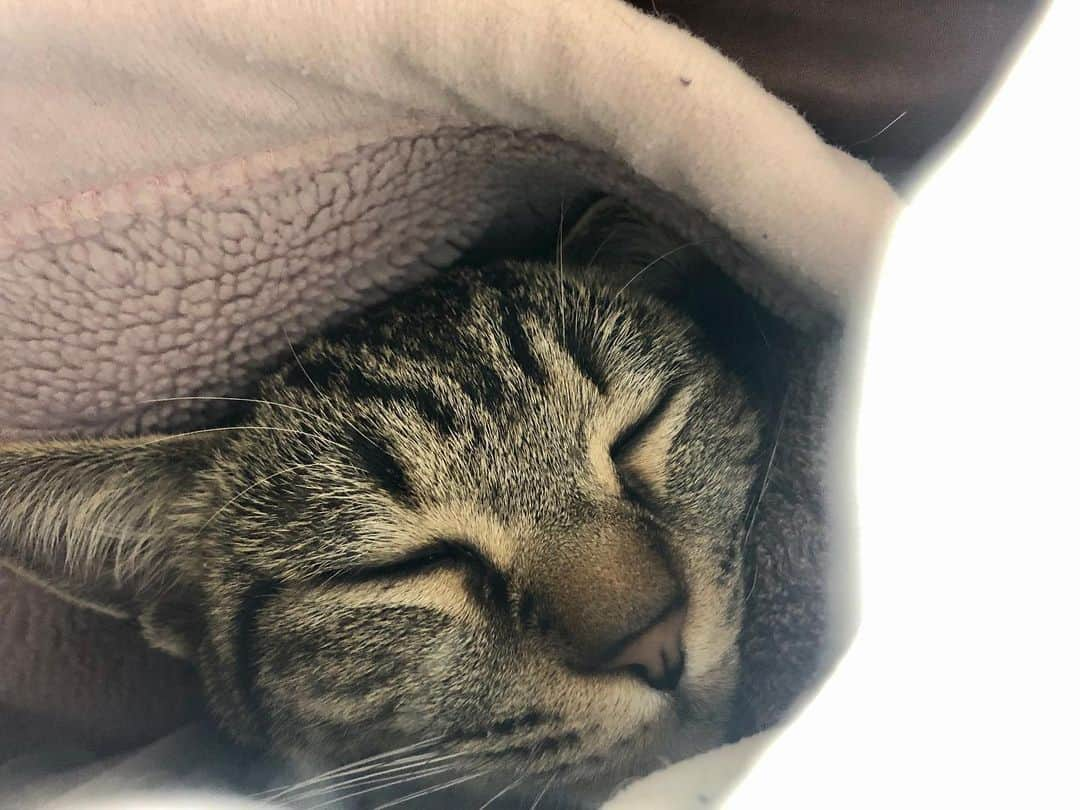 レモンライムさんのインスタグラム写真 - (レモンライムInstagram)「お布団ぬくぬく気持ちいいにゃ〜😪😴✨✨﻿ ん？寝てばっかり？﻿ 寝るのが仕事だにゃん😽﻿ ﻿ #lemon_lime🍋🥒﻿ #猫 #cat #ねこのおうち #ねこぶ #ねこのきもち ﻿ #animal #cutepetclub #ねこもふ団 #cats_of_world #ねこと暮らす #ねこ部 #ねこ好き #みんねこ #ねこのいる暮らし  #ねこちゃん #ねこlove #ねこ様 #ねこずき ﻿ #寝るのが仕事﻿ #고양이산책 ﻿ #ねこ﻿ #ねこいる ﻿ #catlovers #catstagram #cats🐱 ﻿ #おうち時間﻿」5月28日 12時15分 - lemon.lime0327