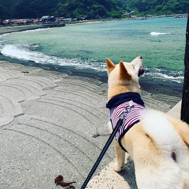 u-meK00000000 YUMIKO HORIKIRI ZUMBA さんのインスタグラム写真 - (u-meK00000000 YUMIKO HORIKIRI ZUMBA Instagram)「お天気がよかったので湖太郎を連れて島根の⛱ビーチへ🚗ドライブ散歩に行ってみましたっ🦋 ・ 移住前は、綺麗な海やビーチというと、、、 沖縄や海外リゾートをイメージする傾向があったのですが  自然がそのまま残っている日本海の海の色の美しさに感動しました💕 ・ アクアマリン色の海はまるでグアムのタモンビーチの様です😆  野波海水浴場に1年前には無かった新しいダイビングショップ＆カフェ“ロコブルー”も出来るようなのでまたゆっくり遊びに行きたいな😉 ・ 巣ごもり生活を続けていたので、青い空と青い海の景色に心を癒されました😘 ・ これまでなら、紫外線の下にいることを気にしちゃうけど、、、 開放的な気持ちで空を見上げるとなんとも言えない感動がこみ上げてきます😎 ・ 🏡家の中でも楽しく過ごせますが、自由に外出できることに感謝っ🗽 ・ お肌の為には自然免疫の仕組みを明らかにし、ノーベル賞受賞レベルの医薬品研究から誕生した 『フィトリフト オールインワンジェル』があるもんねっ✨ ・ ターンオーバーを促進してくれる成分が配合された ぷるぷるジェルで素肌美を維持しますヨ🌺 ・ おさんぽから帰ったらシャワーを浴びてアンバサダーをさせていただいてる "フィトリフト オールインワンジェル" でお手入れしておこーっと🌈 ・ なんと。。。 クリームを手にとったら偶然ぷっくりハートが出来たよっ💓 ・ 思いがけないサプライズでウキウキっ💓💓💓 気分が上がりますっ😃 ・ この投稿を見てくれたみなさんにもハッピーな出来事がありますように😆🍀 ・ @phytolift  #PR #フィトリフト #フィトリフトアンバサダー #旅するジェル #時短コスメ #phytolift #ハートを探せ #幸せを感じる #ハッピーな毎日 #犬のいる生活 #柴犬 #犬との暮らし #豆柴 #犬好きさんと繋がりたい #海 #ビーチ #夏の海が恋しい #きれいな景色 #きれいな海 #島根 #野波海水浴場」5月28日 12時57分 - yumikohorikiri