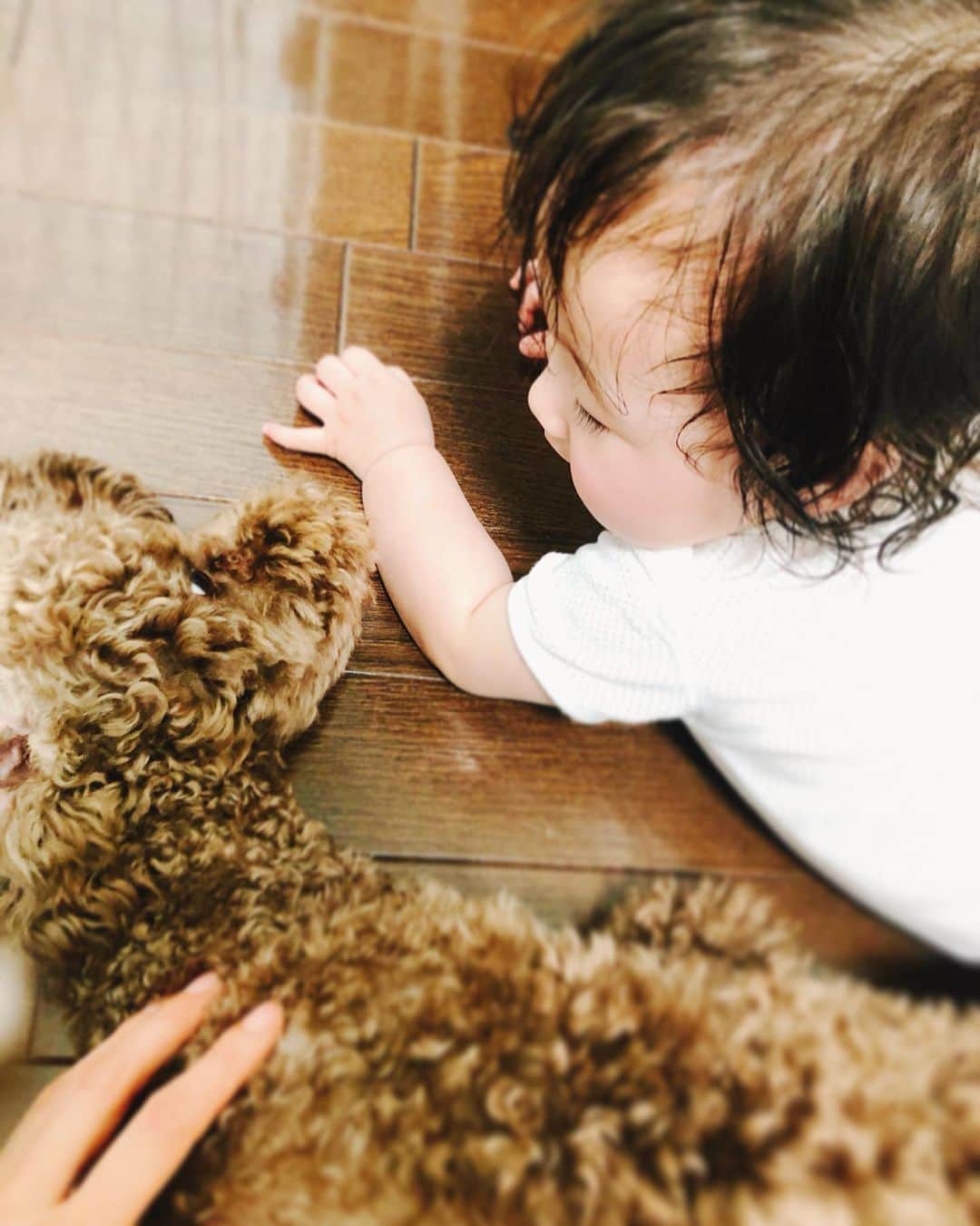 菊井彰子さんのインスタグラム写真 - (菊井彰子Instagram)「【ゆえポン's日記】 ポンスケは、ゆえのことどんな風に思ってるのかなぁーって考えます。 結構力強くて赤ちゃんの頃から痛いめの甘噛み犬なんですが、ゆえだけにはじゃれるだけ🥺 力加減をわかってるのかな❓🐶👶心配してたことだったので今はとても安心してます🧡 ゆえはこれから色んなことをポンスケに教えてもらえるね。  #ゆえポンS #赤ちゃんと犬 #赤ちゃんと犬がいる生活 #トイプードル  #生後9ヶ月  #女の子ベビー  #新米ママ  #女の子ママ #9monthsbaby  #赤ちゃんのいる暮らし #赤ちゃんのいる生活 #ままのて  #0歳　　#ベビー #親バカ部　#8月生まれ　#成長記録　#育児記録　#娘 #乳児 #コドモノ #ママリ#子供の日常をもっと写真に #ママカメラ #ママカメラ部 #ベビスタグラム  #イヌスタグラム #トイプードル部 #トイプードル男の子 #トイプードルブラウン」5月28日 12時50分 - yanakiku_kiku