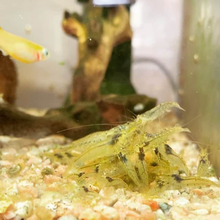 ただすけのインスタグラム：「最近見慣れたこの光景。 メダカの餌でエビがラグビー。」
