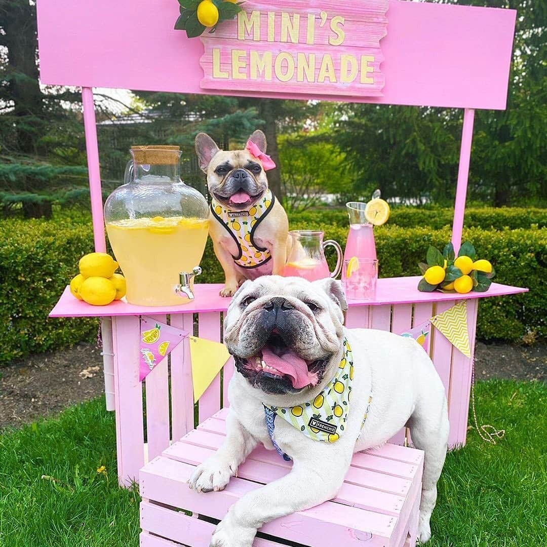 Regeneratti&Oliveira Kennelさんのインスタグラム写真 - (Regeneratti&Oliveira KennelInstagram)「The NEW Lemon 🍋 print is live on the site! Get your paws on it before it’s gone! @the.princess.mini 🎁 Get 10% off with code jmarcoz10 . . . Spring is in the air and these NEW prints were made for sunny days! Sure to make your heart bloom with new colors and fresh options! SHOP now only at www.frenchiebulldog.com 🍋 🐨 🌼 . . #frenchiepetsupply #frenchiesofinsta #pugsofinsta #frenchbulldog #frenchiesofinstagram #pug #frenchies #reversibleharness #frenchiehoodie #thedodo #frenchieharness #dogclothes #dogharness #frenchiegram #dogsbeingbasic #frenchieoftheday #instafrenchie #bulldogs #dogstagram #frenchievideo #cutepetclub #bestwoof #frenchies1 #ruffpost #bostonterrier #bostonsofig #animalonearth #dog」5月28日 4時55分 - jmarcoz