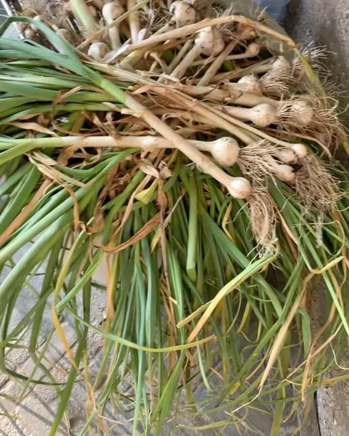 キャメロン・ディアスのインスタグラム：「Last years garlic harvest.. We eat A LOT of garlic in this house... . 🧄 🧄 🧄🧄🧄🧄🧄🧄🧄🧄🧄🧄🧄🧄🧄🧄🧄🧄🧄🧄 . With gratitude and love I used every single bulb to make meals for my family and friends🍝 .. ❤️❤️❤️❤️❤️ . What’s your favorite dish that you make using garlic??🧄. #loveasmymainingredient  #homegrown #homecooking」