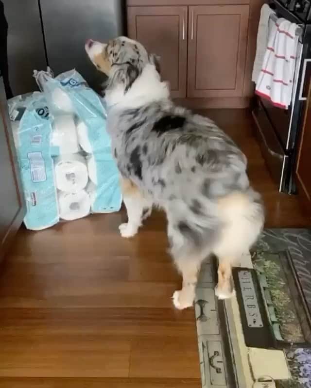 DogsOf Instagramのインスタグラム：「🔊 “When your toilet paper delivery finally arrives 🧻” writes @finnaussieboy  #dogsofinstagram」