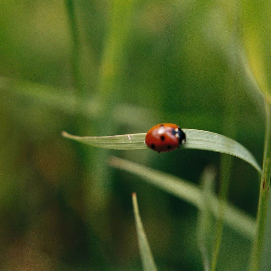 バイエルのインスタグラム：「#DYK that ladybugs 🐞 protect plants from damaging pests? #Bugs are an essential component of our #ecosystem, some even help control #insects that transmit human diseases 🐛 Find out more about good and bad bugs in our #science at home series.  #scienceathome #STEM #scienceforkids #homeschoolfun」