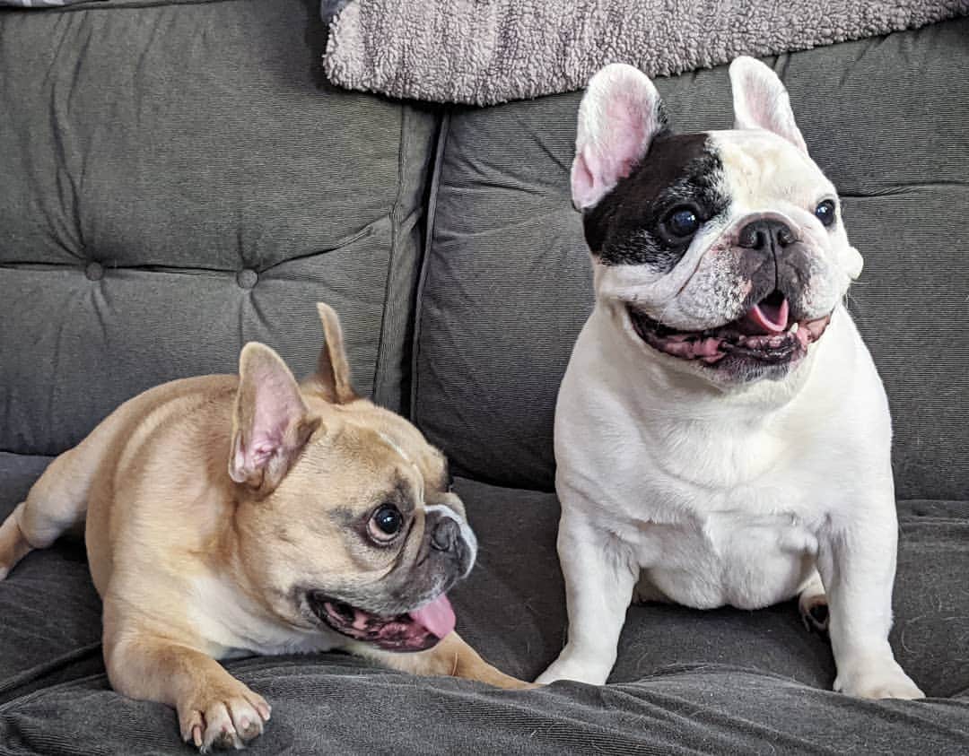 Manny The Frenchieのインスタグラム：「Like this Filip...see, taco tongue!」