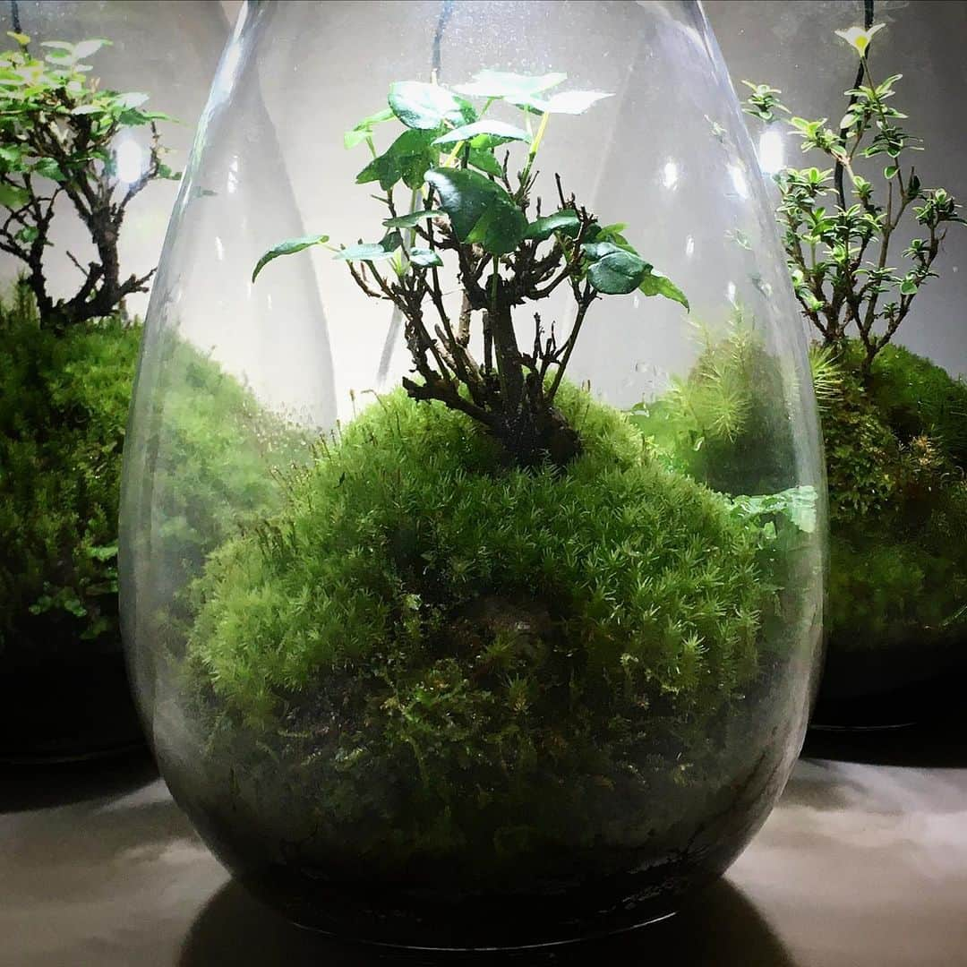 Mosslight-LEDさんのインスタグラム写真 - (Mosslight-LEDInstagram)「#mosslight#モスライト#苔#コケ#mossy#mossa#moss#terrarium #テラリウム#indoorgreen#plants#コケテラリウム#苔テラリウム#mossterrarium#mossarium#照明器具#lightingfixture#コケあかり#LED照明付テラリウム#パルダリウム#paludarium#インドアグリーン#照明デザイン#mosslightled#indoorgreens#インテリアグリーン」5月28日 6時55分 - mosslight1955