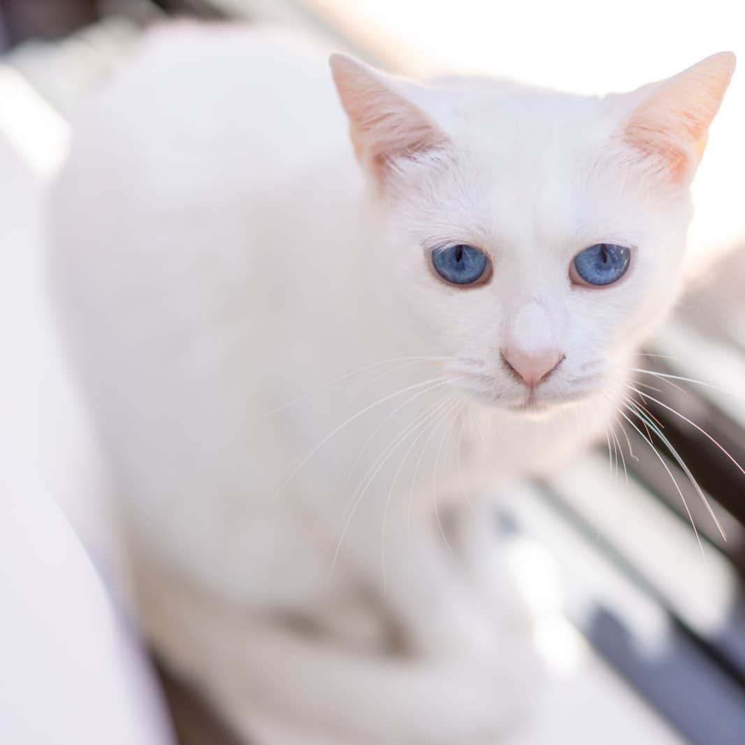 プンクマさんのインスタグラム写真 - (プンクマInstagram)「日向ぼっこに余念がないお嬢様。 #青彩 #ブルーアイズ #猫 #ねこ #blueeyes #cat #neko #catstagram #catsofinstagram」5月28日 7時05分 - pnkm913