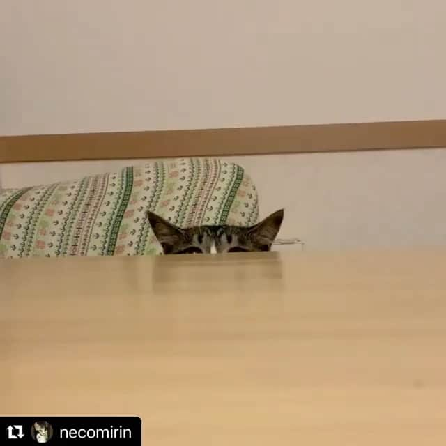 ねこのインスタグラム