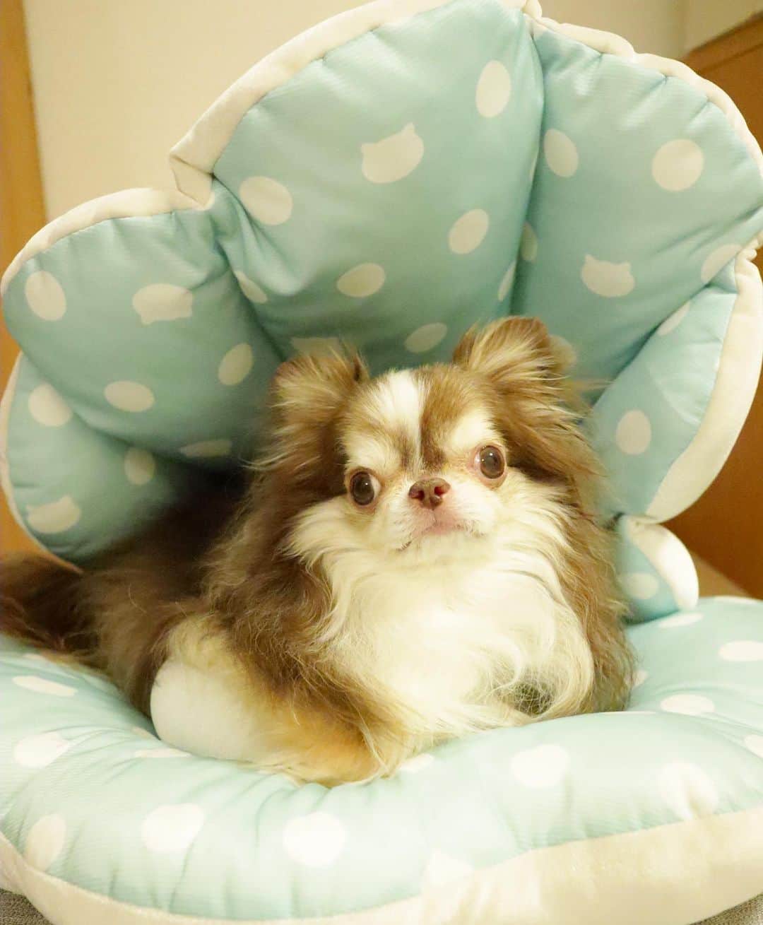 kayoのインスタグラム：「* * 貝殻のベッド✨ ひんやり夏仕様🎐 * * Lychee💗 * * #chihuahua#chihuahualove#dogstgram#dog#instadog#チワワ#チワワ大好き * *」