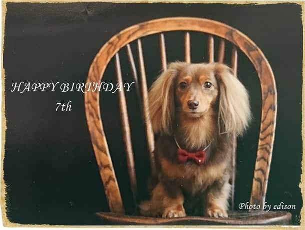 くるみんのインスタグラム：「* 今日は可愛い❤️可愛い❤️あずきちゃんのお誕生日🎁 * 早いもので7歳です。 いつまでも可愛く、元気で健康でいてね。  ケーキ🎂作り頑張ります❗ * 写真はサロン( @tsedison3 )で撮って頂いたお気に入りの写真を使わせて頂きました  #カニンヘンダックスフント #カニンヘン #カニンヘンダックス #カニンヘンの会 #カニンヘンダックスフンド #チョコタンダックスフント #チョコタンダックスフンド #チョコタンダックス #ダックス多頭飼い #ダックスフント #ダックスフンドカニンヘン #ダックス部 #ダックス大好き #ダックスフンド #ダックス #誕生日おめでとう #誕生日 #ハッピーバースデー #happybirthday #7歳 #わんこなしでは生きていけません会 #いぬばか部 #いぬすたぐらむ #短足部 #all_dog_japan #east_dog_japan #dachshundgram #dachshund #dogstagram #instadachs」