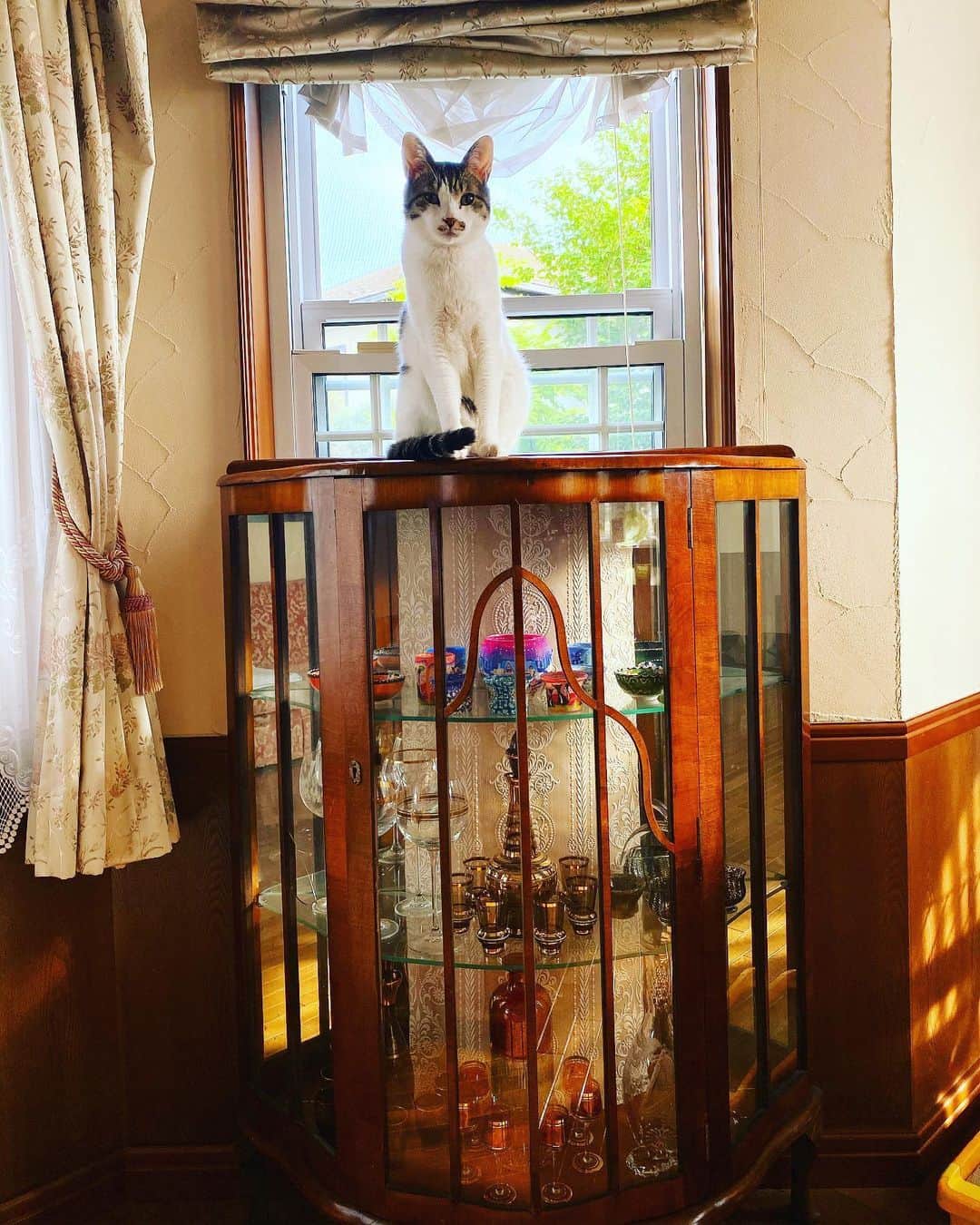野口健さんのインスタグラム写真 - (野口健Instagram)「チョモさんの猫タワー  #野口健」5月28日 13時44分 - noguchiken8848