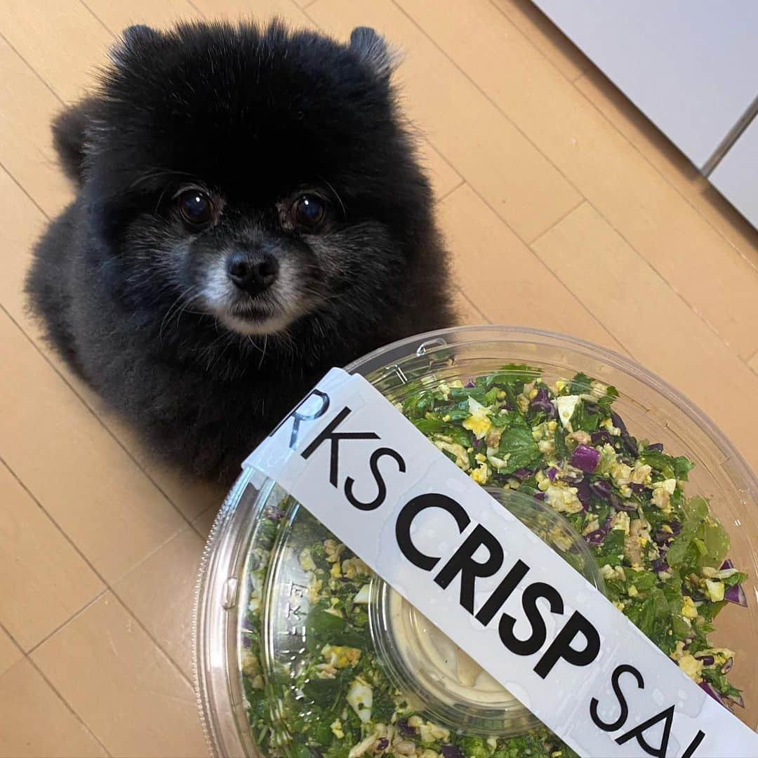 なちゅさんのインスタグラム写真 - (なちゅInstagram)「#サラダポメ #crispsaladworks #takeout  #pomeranian #black #sirius #harrypotter  ｼﾘｳｽくん🖤いいこいいこ🖤 サラダはシーにはあげれないょ🐶 私が完食しました🥗」5月28日 8時19分 - nachudesu1223