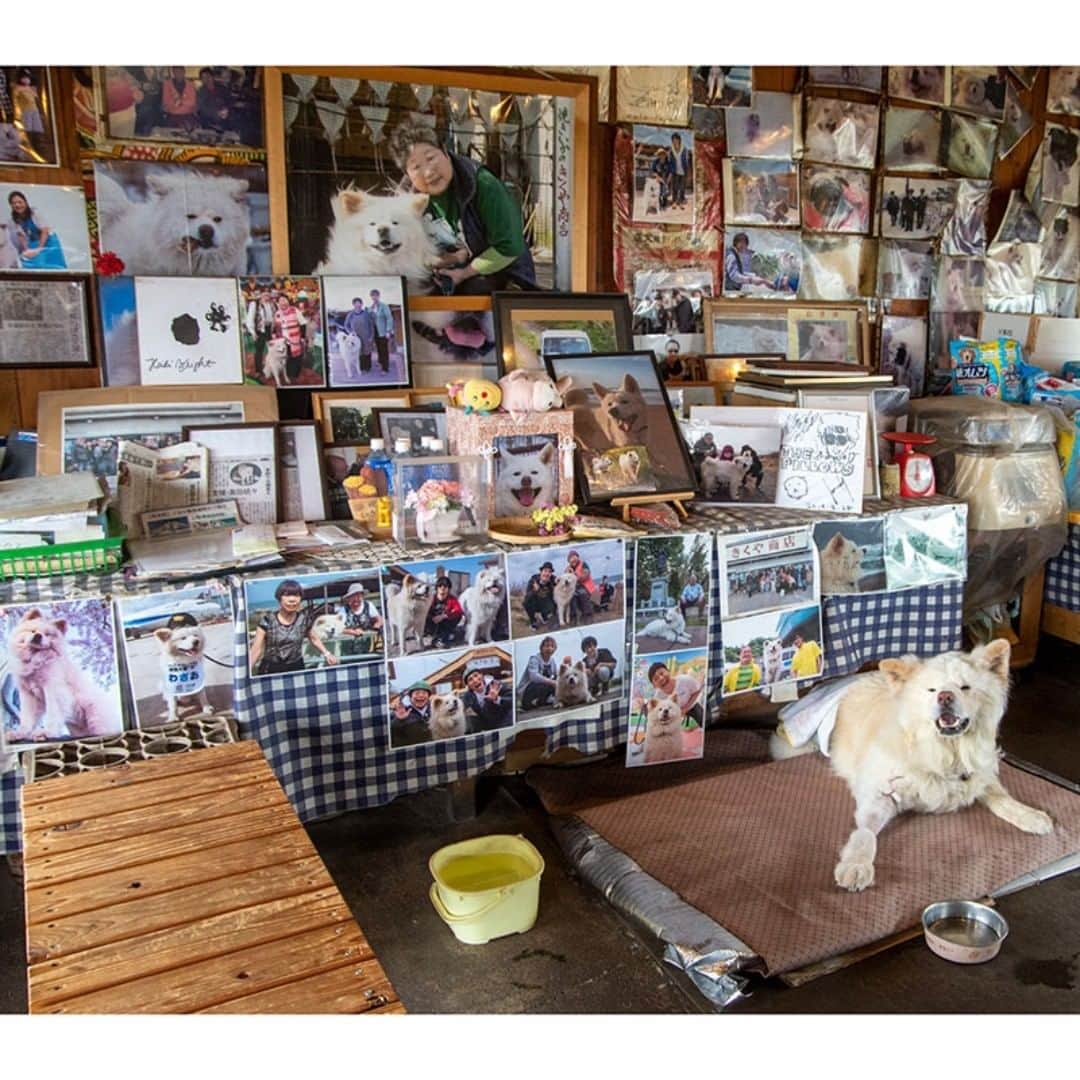 のインスタグラム：「Lots memories. 思い出が 咲き誇るなり 我が寝床  #busakawa #longhair #longcoat #akita #akitainu #dog #wasao #ぶさかわ #長毛 #秋田犬 #わさお」