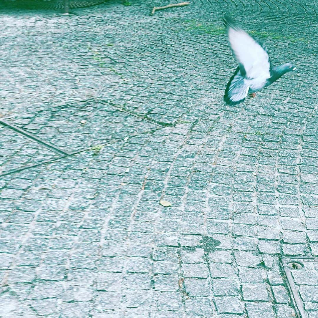 のインスタグラム：「#bird #fly #pigeon #park #wings #hope」