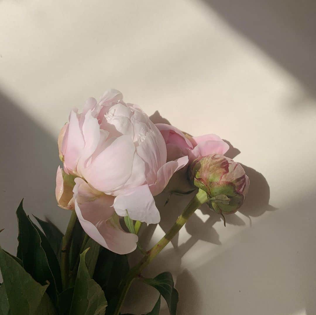 菅谷梨沙子さんのインスタグラム写真 - (菅谷梨沙子Instagram)「定期便で頼んでいるお花 今週は私の大好きな芍薬でした。  初回のお花お届けが無料になるクーポンコードがあるので、良かったら使ってくださいね。 . . ・クーポンコード：risako ・有効期限：2020年6月30日  #bloomeelife#お花のある暮らし」5月28日 9時34分 - risako_sugaya