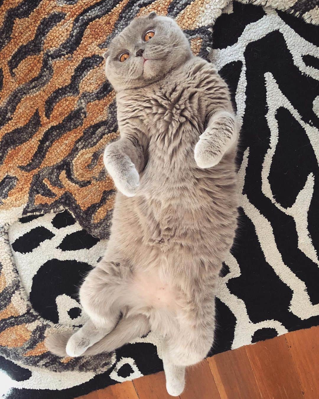 Millaさんのインスタグラム写真 - (MillaInstagram)「I’m a kitty that has been struggling with fur loss “feline alopecia,” due to allergies (check out my smooth belly), for the past year and 1/2. It was a long process with my dermatologist trying to figure out the root of the problem. If your feline appears to be excessively shedding you’ll want to check out my latest blog (link in bio) about hair loss in cats. 😺 #MillaTheCat #hairloss #felinealopecia」5月28日 9時49分 - millathecat