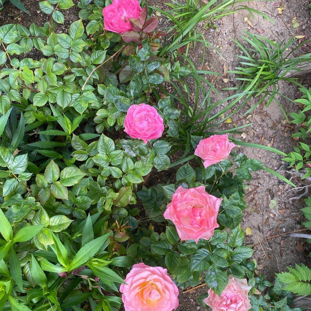 キム・ジョンウンさんのインスタグラム写真 - (キム・ジョンウンInstagram)「활짝핀 마가렛🌸아침 정원의 행복🥰」5月28日 10時05分 - chocolatecat9