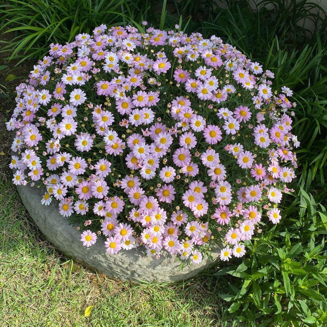 キム・ジョンウンさんのインスタグラム写真 - (キム・ジョンウンInstagram)「활짝핀 마가렛🌸아침 정원의 행복🥰」5月28日 10時05分 - chocolatecat9