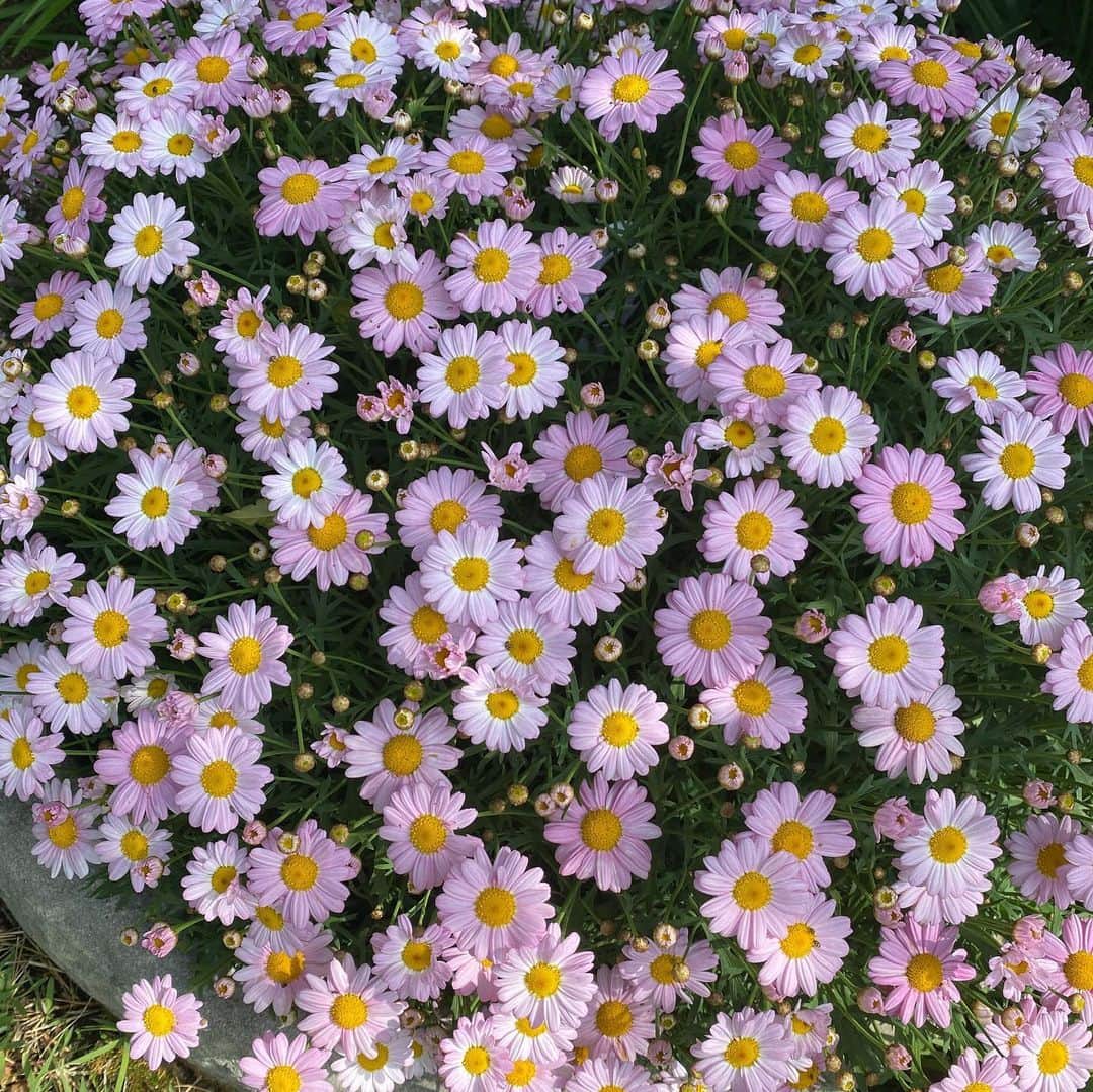 キム・ジョンウンさんのインスタグラム写真 - (キム・ジョンウンInstagram)「활짝핀 마가렛🌸아침 정원의 행복🥰」5月28日 10時05分 - chocolatecat9