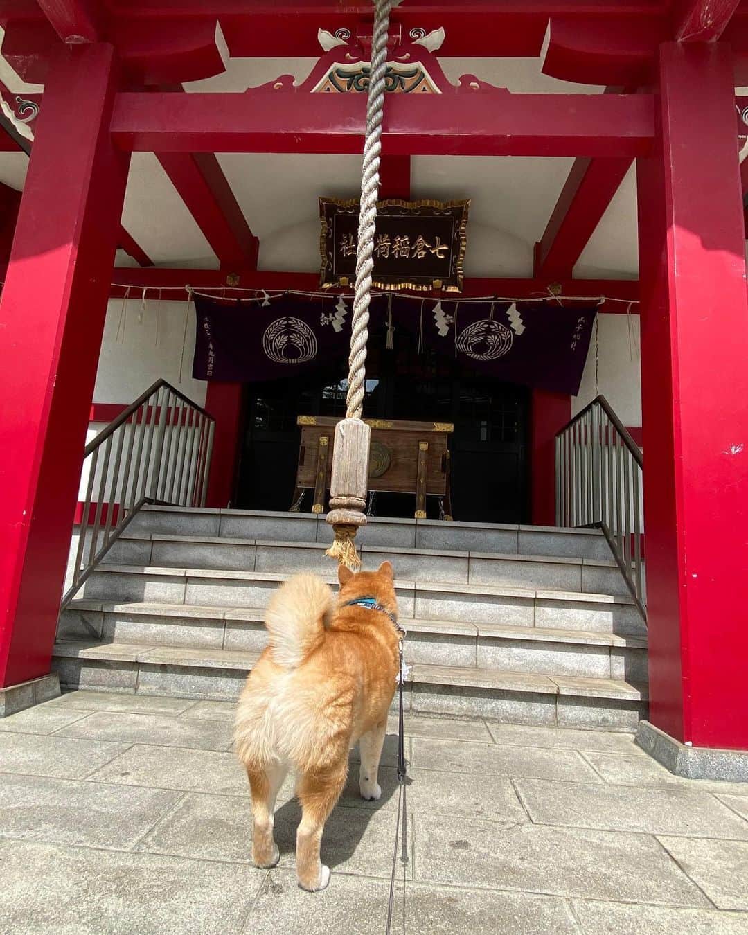 まる（まるたろう）さんのインスタグラム写真 - (まる（まるたろう）Instagram)「I hope for you and your family's health and happiness. ✨🐶🙏✨コロナマンが早くいなくなりますように。 #今日もお祈りしときました😌 #そしてもし宜しければなんですが #明日が本番です #何卒よろしくお願い申し上げます #まるはすみっこの方だけでいいんです #パパにお肉を食べさせてあげてください #本当に気を使わなくていいんで #まるは少しでいいんで #でももし余裕があったら #大盛りであの肉を #はい余裕があったらでいいんです」5月28日 10時23分 - marutaro