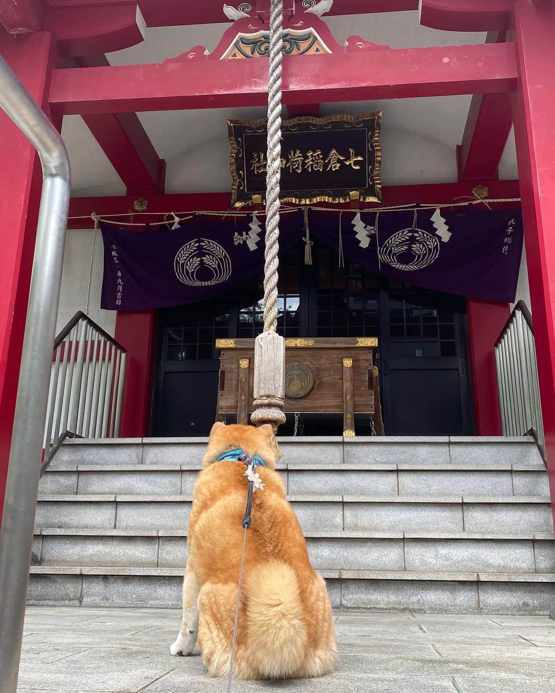 まる（まるたろう）さんのインスタグラム写真 - (まる（まるたろう）Instagram)「I hope for you and your family's health and happiness. ✨🐶🙏✨コロナマンが早くいなくなりますように。 #今日もお祈りしときました😌 #そしてもし宜しければなんですが #明日が本番です #何卒よろしくお願い申し上げます #まるはすみっこの方だけでいいんです #パパにお肉を食べさせてあげてください #本当に気を使わなくていいんで #まるは少しでいいんで #でももし余裕があったら #大盛りであの肉を #はい余裕があったらでいいんです」5月28日 10時23分 - marutaro