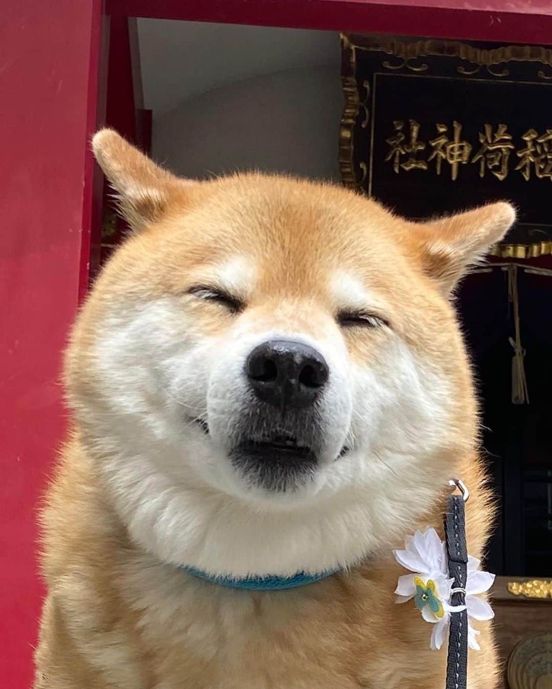まる（まるたろう）さんのインスタグラム写真 - (まる（まるたろう）Instagram)「I hope for you and your family's health and happiness. ✨🐶🙏✨コロナマンが早くいなくなりますように。 #今日もお祈りしときました😌 #そしてもし宜しければなんですが #明日が本番です #何卒よろしくお願い申し上げます #まるはすみっこの方だけでいいんです #パパにお肉を食べさせてあげてください #本当に気を使わなくていいんで #まるは少しでいいんで #でももし余裕があったら #大盛りであの肉を #はい余裕があったらでいいんです」5月28日 10時23分 - marutaro