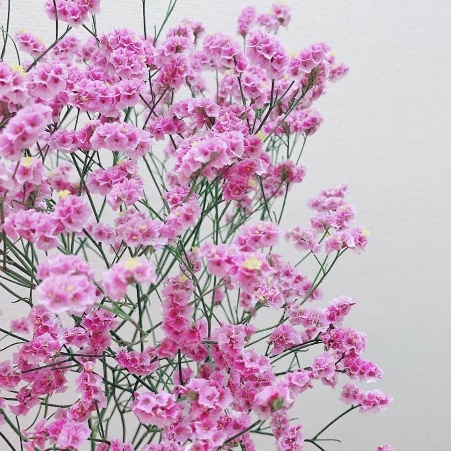 久保陽香さんのインスタグラム写真 - (久保陽香Instagram)「. . . 今はスターチスを玄関に飾ってます。 2本でこの素敵なボリューム。  とっても綺麗な鮮やかなピンク色で 花瓶に生けるとより一層華やかさが弾けます。 たくさん楽しんでからドライにしよう♡  #宿根スターチス  #スターチス #くぼお花」5月28日 10時36分 - kubo_haru