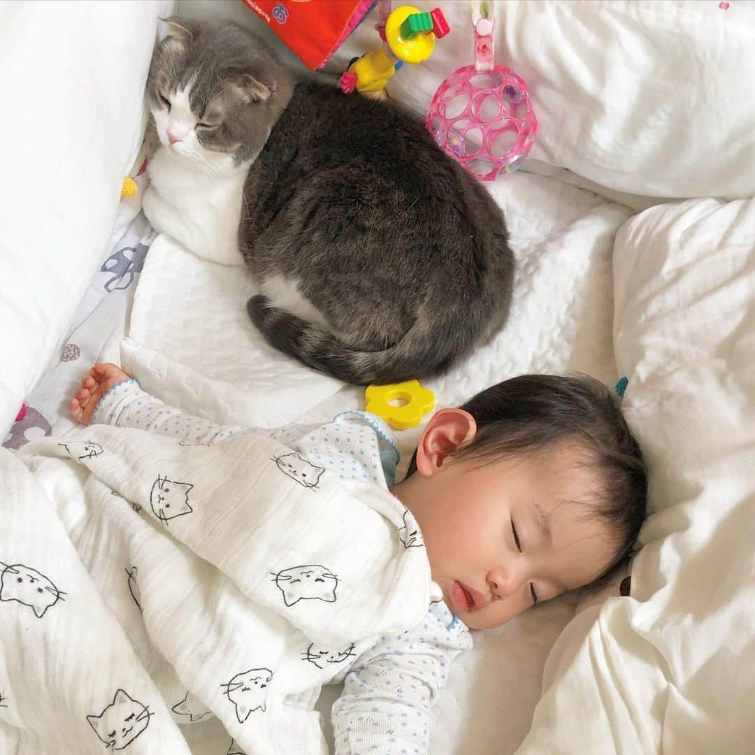 Chiyomame ちよまめさんのインスタグラム写真 - (Chiyomame ちよまめInstagram)「Take a nap together 😽👶🏻💤 一緒になかよくお昼寝 . . ムスメが一歳になっても 豆千代はずっと一緒にいます . . . . . ⬇️⬇️👶🏻😽💕⬇️⬇️ #まんまるとムスメ . . . #ScottishFold #スコティッシュフォールド #ねこ部  #猫#子猫#ScottishFold_Mamechiyo #まん丸ねこ部  #catsofworld #cat #cats #catstagram #kitten #kitty #petstagram #petsagram #catoftheday #baby#catsofinstagram #ilovemycat #instagramcats  #赤ちゃんと猫 #猫と赤ちゃん #赤ちゃんのいる生活  #一歳　#赤ちゃん#ママ千代　#お昼寝　#添い寝」5月28日 10時32分 - chiyo.mame