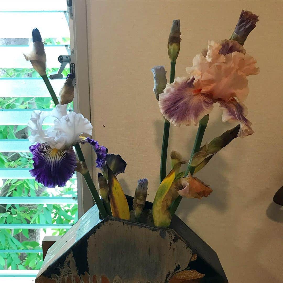 丸山敬太さんのインスタグラム写真 - (丸山敬太Instagram)「ジャーマンアイリスの花  なんて不思議で美しい造形なんだろう。  ドレスにしかみえないw」5月28日 10時43分 - keitamaruyama