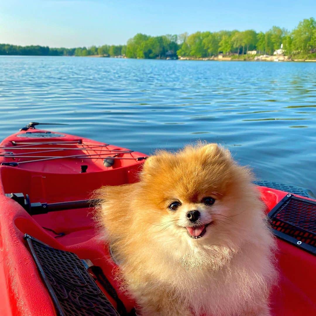 Monique&Gingerのインスタグラム：「Nature has an amazing way of calming the soul🌿🤗Something as simple as a little early morning tranquil kayak ride can make all the difference in the world!🛶🌏Looking forward to many wonderful peaceful weekends at the lake this summer☀️🥰Also wanted to give a huge shoutout to @petsmart for the awesome feature tonight!❤️THANK YOU!!!🙏🏻」