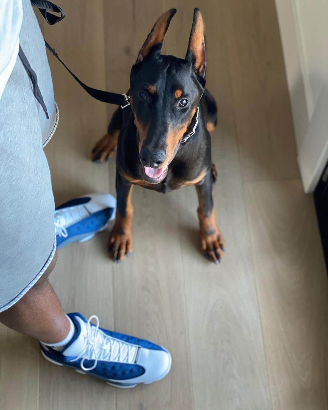 ハリソン・バーンズさんのインスタグラム写真 - (ハリソン・バーンズInstagram)「Zeke making the house a family of 4 🐶 #inmyjs」5月28日 10時48分 - hbarnes