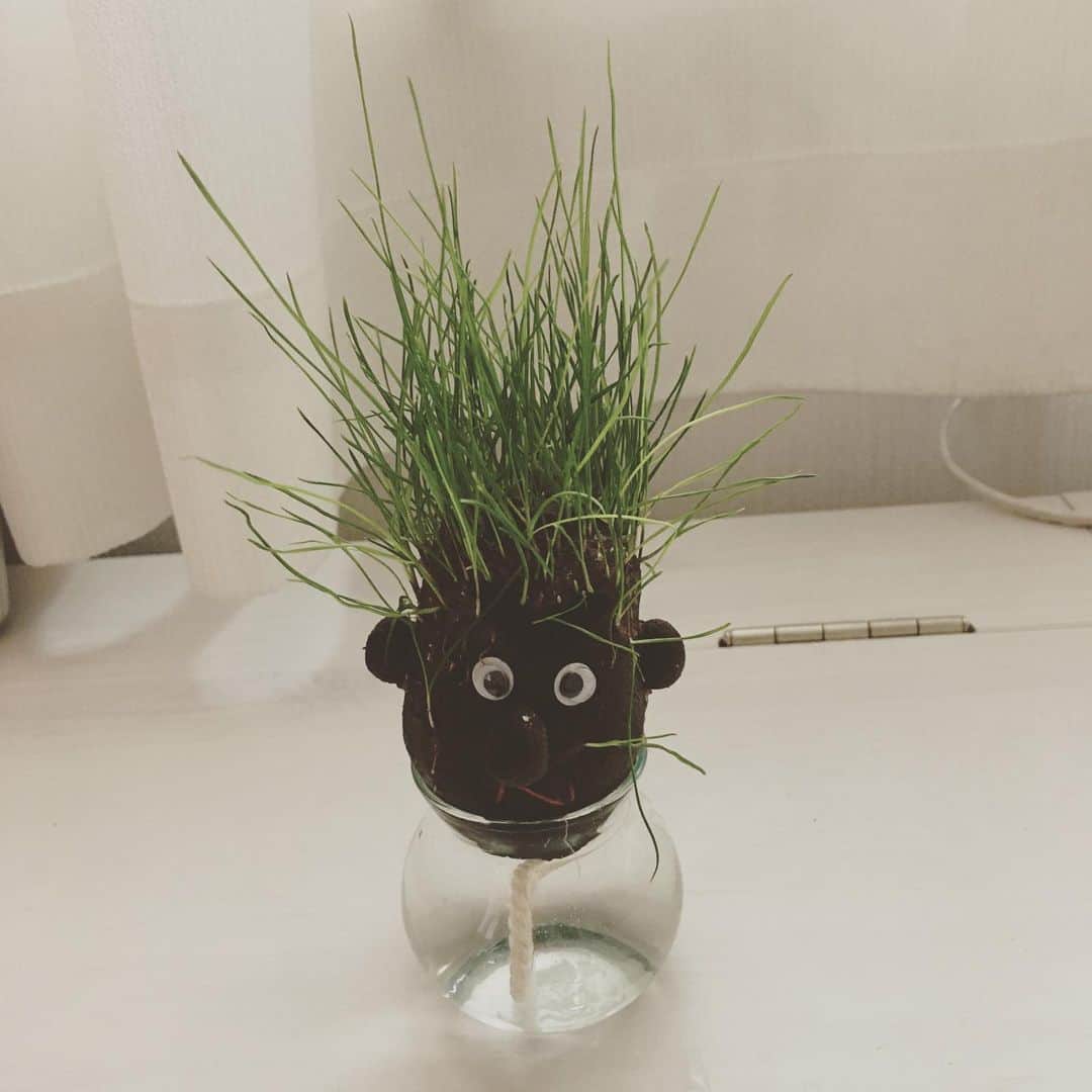 大森美優のインスタグラム：「ボブちゃんどどーーん! 勢いすごい そろそろカットしどきなのかしら。 🌱」