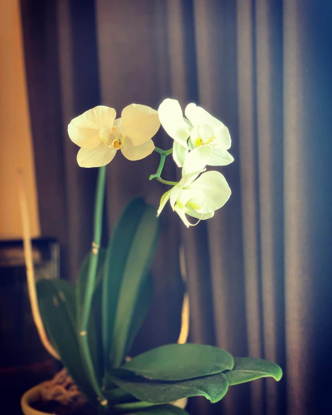 足立英昭のインスタグラム：「前に頂いた胡蝶蘭が再び花を咲かせた。  お花屋さんの凄さを感じた。  #胡蝶蘭 #おうちガーデニング #ぼかぁなにもしてません笑 #母の努力」