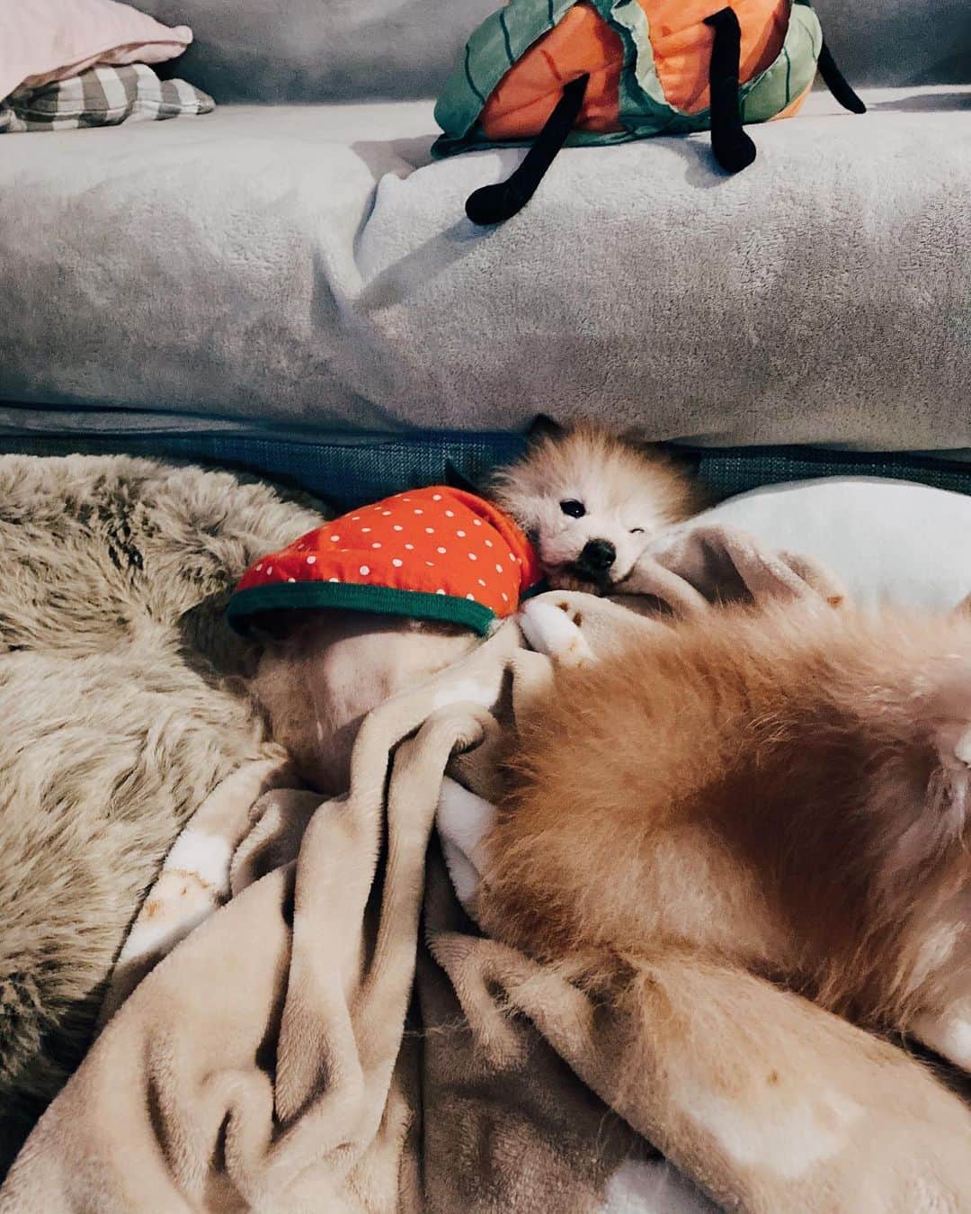 r_oseさんのインスタグラム写真 - (r_oseInstagram)「These cushions eat me🐰🍓〰️」5月28日 22時53分 - r_ose